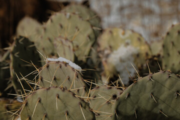 Snow on prickly pear cactus in winter Texas weather.
