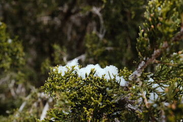 Snow on juniper branch in Texas nature closeup during winter season outdoors.