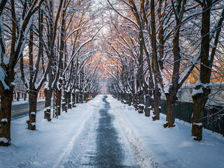 Winter allway at sunset in Riga. Winter trees with an empty road.