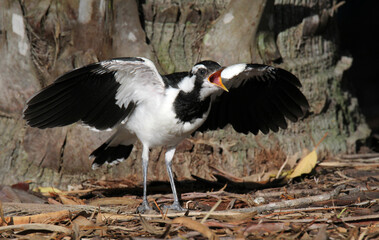 Juvenile magpie lark peewee bird with its beak open and wings stretched out