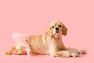 Cute Cocker Spaniel with ballet tutu on pink background