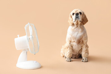 Adorable American Cocker Spaniel sitting next to white tabletop fan on beige background - Pet care and comfort in hot weather concept