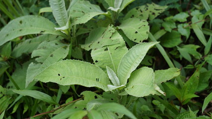 Blumea balsamifera (Sembung). This plants are commonly used to treat colds, rheumatism, bloating, diarrhea, bone aches, diuretics, infections, respiratory infections and stomach aches.