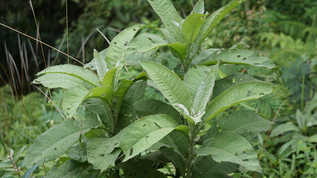 Blumea balsamifera (Sembung). This plants are commonly used to treat colds, rheumatism, bloating, diarrhea, bone aches, diuretics, infections, respiratory infections and stomach aches.