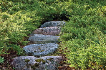 Stone stair pathway trail steps, grey and red colorful granite rock stairway pavement path in sunny summer garden, large detailed horizontal juniper growth footpath pattern closeup - 726024914