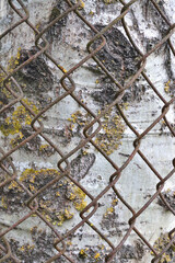 Old aged weathered round rusty chain link tree guard fence, aspen bark texture pattern background, large detailed vertical grey white Populus tremula trunk fencing closeup - 726024918