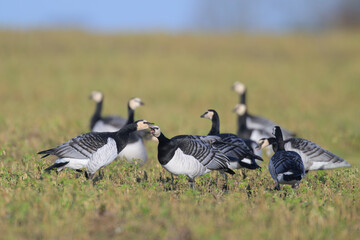 Weisswangengans Branta leucopsis