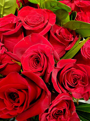 A beautiful bouquet of blooming red roses.