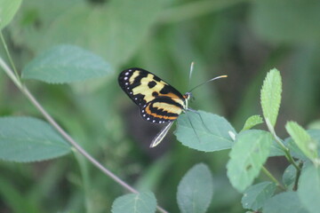 MARIPOSA EJE CAFETERO
