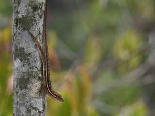 LAGARTIJA - ANOLIS