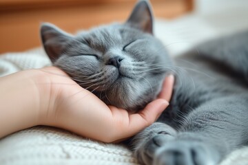 a person petting a gray cat, scottish cat