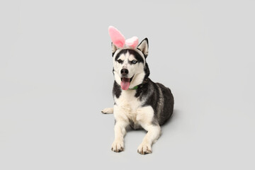 Cute Husky dog with bunny ears on grey background. Easter celebration