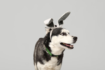 Adorable Husky dog with bunny ears on grey background. Easter celebration