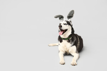 Adorable Husky dog with bunny ears on grey background. Easter celebration