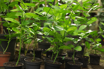 Many different beautiful potted plants in greenhouse
