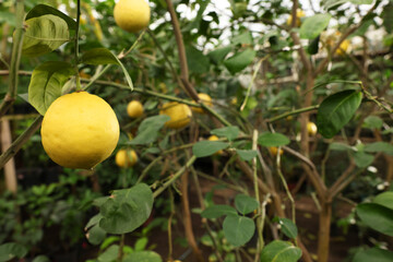 Lemon tree with ripe fruits in greenhouse, space for text