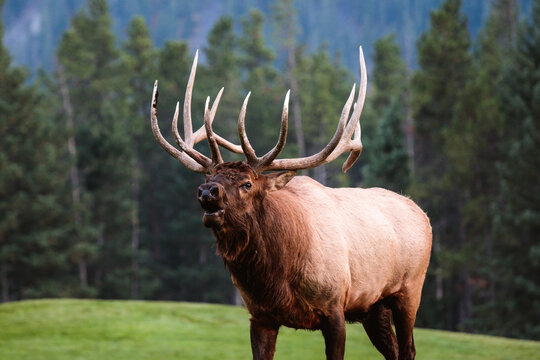 Male Bull Elk, Banff National Park, Alberta, Canada