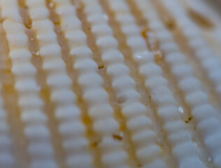 Fototapeta premium Close Up of Sand Grains on Texture of Shell