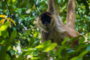 La mirada fija de un mono araña de Costa Rica