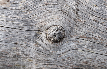 Big knot on an old weathered wooden log