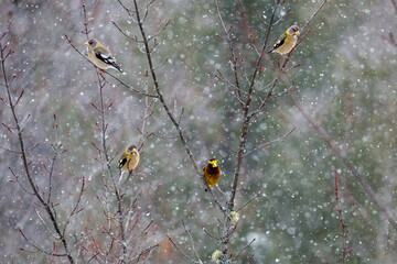 Evening Grosbeaks and Goldfinches sitting in a tree on a snowy day.