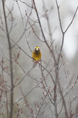 Male Evening Grosbeak sitting in a tree looking at you.