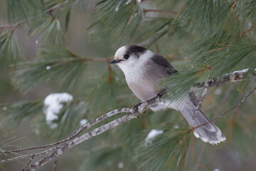 Canada Jay perched on a branch facing left.