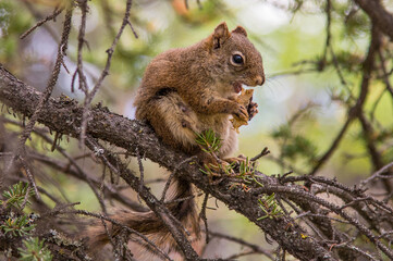 Denali Squirrel