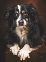 A portrait of an adorable toy Aussie with a fluffy black and white coat laying on a textured, wooded crate, tilting head charmingly at camera, eyes sparkling with playful curiosity.