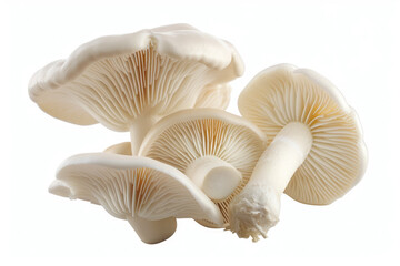 Mushrooms on white, studio advertising light. Backdrop with selective focus and copy space