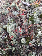 moss lichen