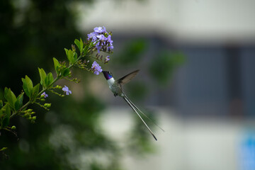Colibrí de Cora alimentándose © DANIEL