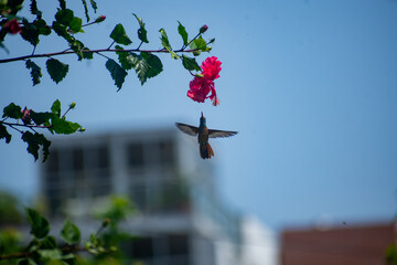 El néctar de la vida © DANIEL