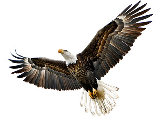 a bald eagle flying with its wings spread