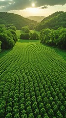 view from above of a lush, green field being watered