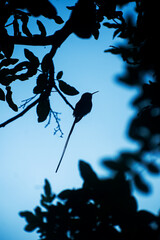 Silueta de colibrí Cora © DANIEL