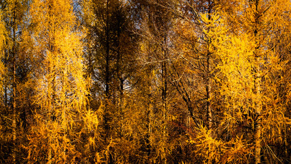 Golden tamarack trees in fall.