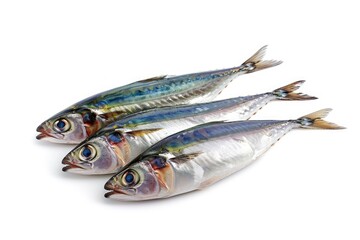 Indian sardine alone on white background
