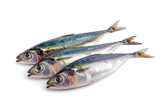 Indian sardine alone on white background