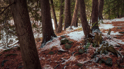 Cedar trees along a hiking trail in winter.