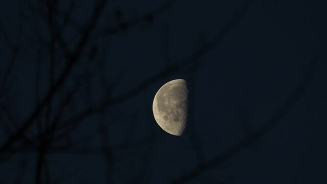 waning gibbous moon at early dawn