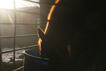 Horse eating dinner with backlighting from inside barn during winter season on farm.