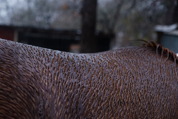 Wet fur hair on sorrel horse back closeup during rain weather on farm.