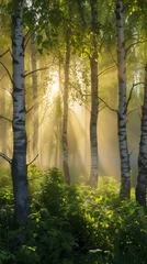 Zelfklevend Fotobehang Birch grove in the mist illuminated by the rays of the rising sun © Lin_Studio