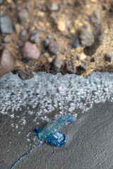 Bluebottle jellyfish washed up on the shore. Auckland, New Zealand.