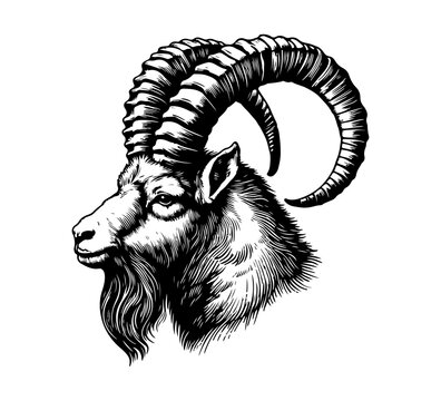 Ibex mountain goat hand drawn vector illustration
