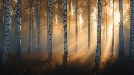 Fototapeten Birch grove in the mist illuminated by the rays of the rising sun © Lin_Studio