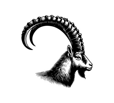 Ibex mountain goat hand drawn vector illustration