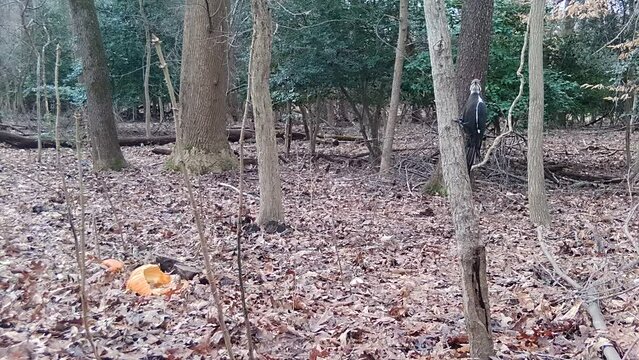 Pileated Woodpecker Images Browse 3 042 Stock Photos Vectors And