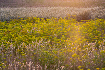 Obraz premium Field of oat and grass in the rays of the setting sun